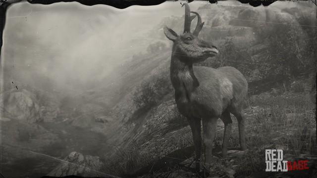 RDR2 Animal AmericanPronghornBuck