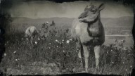 RDR2 Animal AmericanPronghornDoe