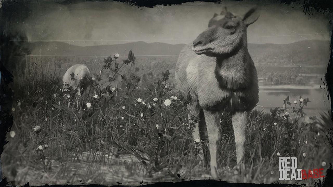 acceptabel Australien dinosaurus American Pronghorn Doe | RDR2 Animals | Map Location & Where To Find