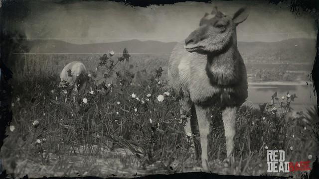 RDR2 Animal AmericanPronghornDoe