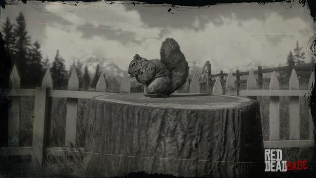 RDR2 Animal AmericanRedSquirrel
