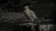 RDR2 Animal AmericanRobin