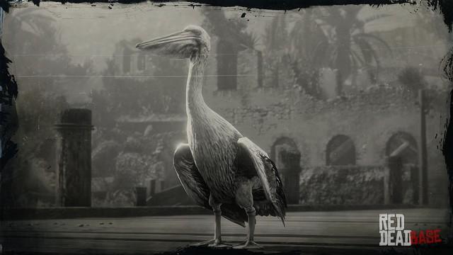 RDR2 Animal AmericanWhitePelican