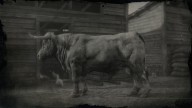 RDR2 Animal AngusBull