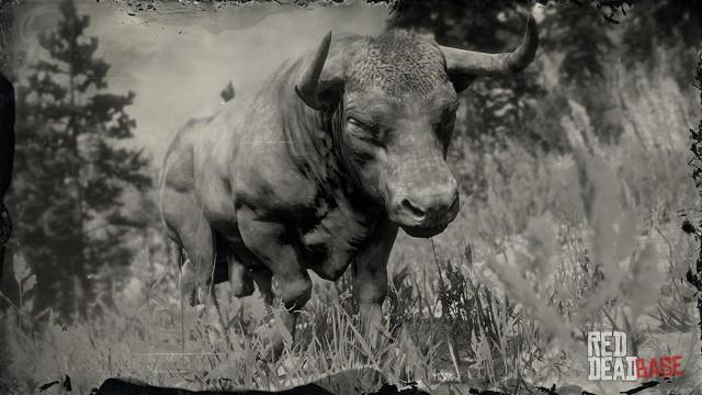 RDR2 Animal AngusOx