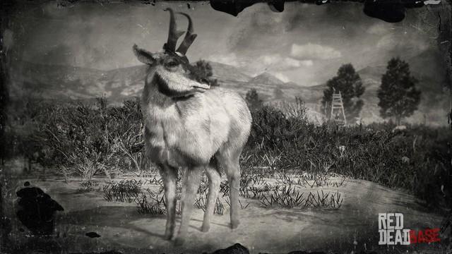 RDR2 Animal BajaCaliforniaPronghornBuck