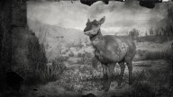 RDR2 Animal BajaCaliforniaPronghornDoe