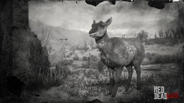 RDR2 Animal BajaCaliforniaPronghornDoe