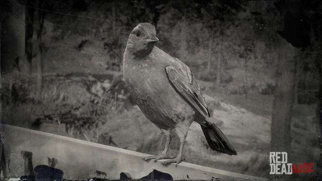 RDR2 Animal BaltimoreOriole