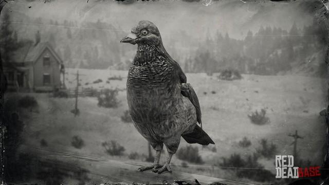 RDR2 Animal BandTailedPigeon