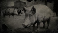 RDR2 Animal BerkshirePig