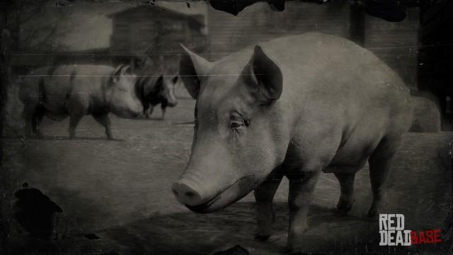 RDR2 Animal BerkshirePig