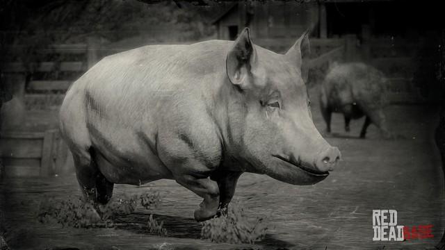 RDR2 Animal BigChinaPig