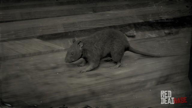 RDR2 Animal BlackRat