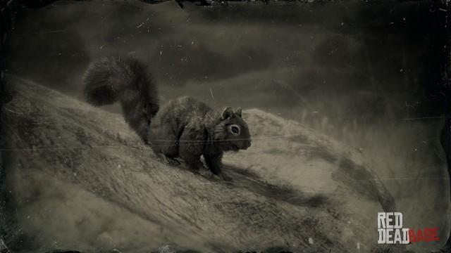 RDR2 Animal BlackSquirrel