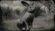 RDR2 Animal BlackTailedJackrabbit