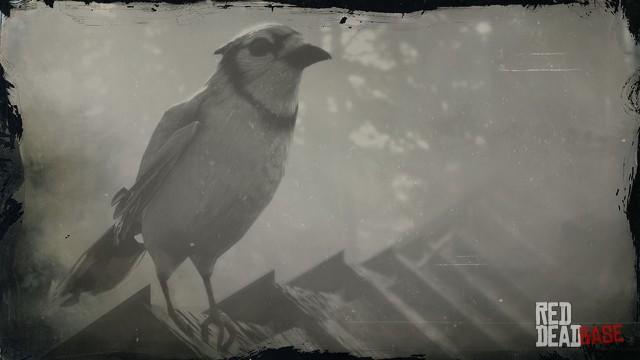 RDR2 Animal BlueJay
