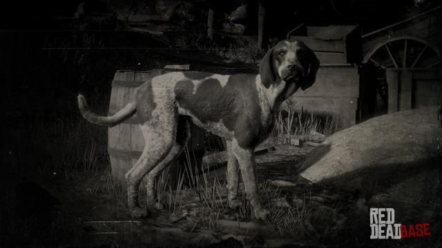 RDR2 Animal BluetickCoonhound
