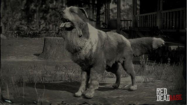 RDR2 Animal BorderCollie