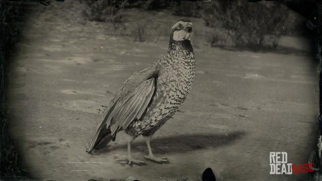 RDR2 Animal CaliforniaQuail