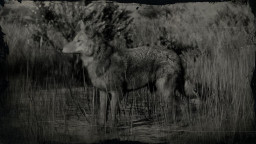 RDR2 Animal CaliforniaValleyCoyote