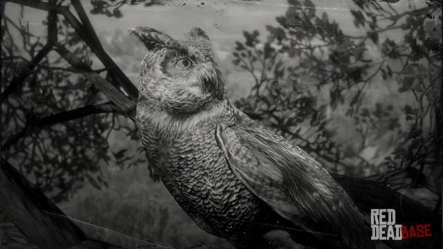 RDR2 Animal CalifornianHornedOwl
