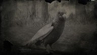 RDR2 Animal CarolinaParakeet