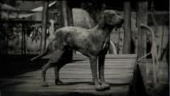 RDR2 Animal CatahoulaCur