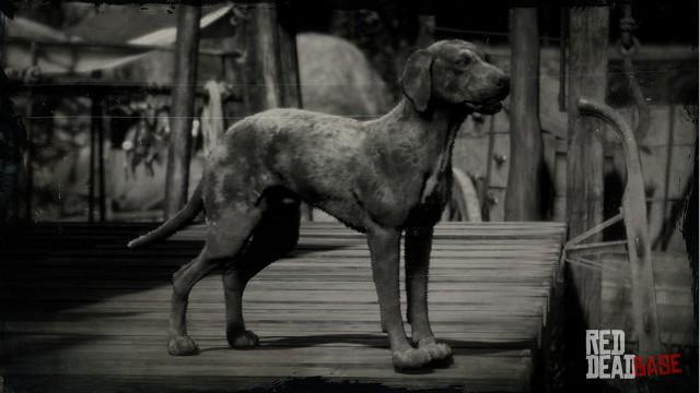 RDR2 Animal CatahoulaCur