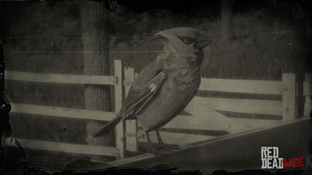 RDR2 Animal CedarWaxwing