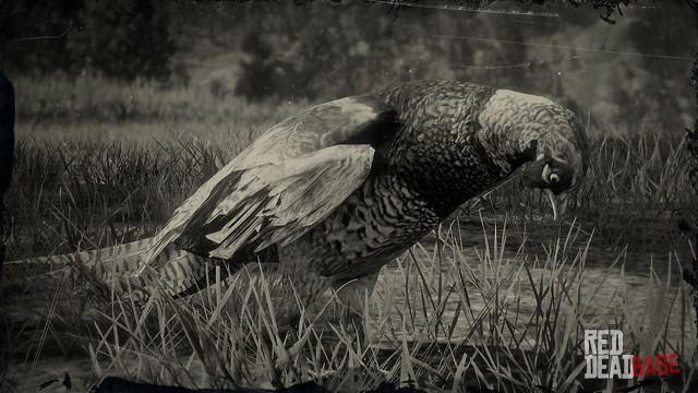RDR2 Animal ChineseRingNeckedPheasant