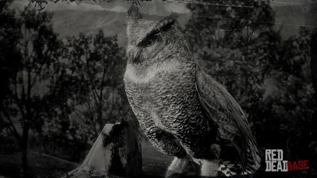 RDR2 Animal CoastalHornedOwl