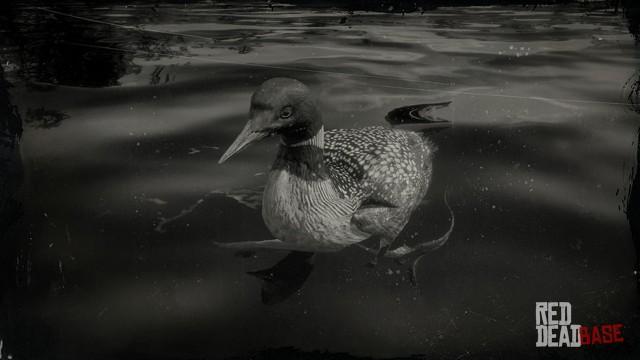 RDR2 Animal CommonLoon