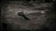 RDR2 Animal CottonmouthSnake