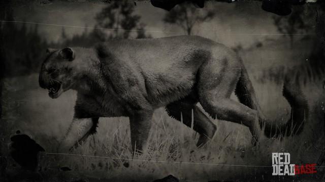 RDR2 Animal Cougar