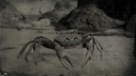 RDR2 Animal CubanLandCrab