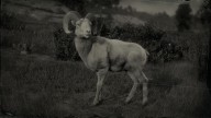 RDR2 Animal DesertBighornRam