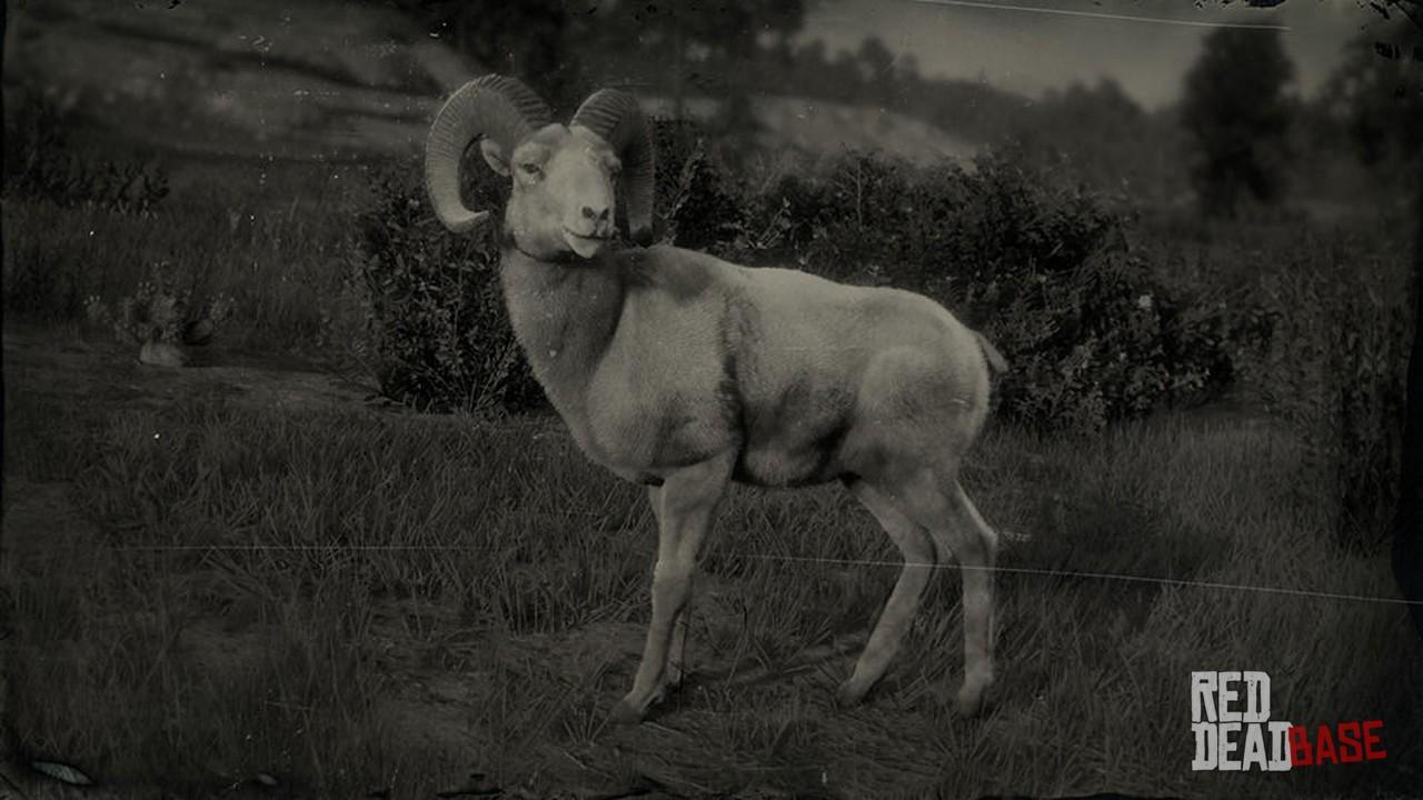 ubehagelig Måling Udtale Desert Bighorn Ram | RDR2 Animals | Map Location & Where To Find