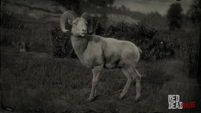 RDR2 Animal DesertBighornRam