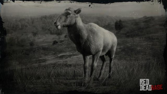 RDR2 Animal DesertBighornSheep