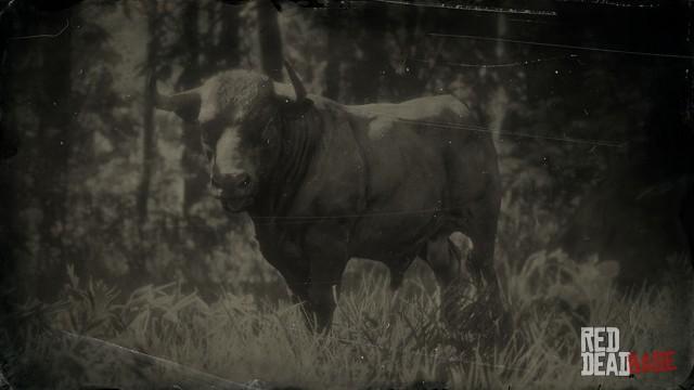 RDR2 Animal DevonBull