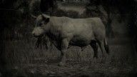 RDR2 Animal DevonOx