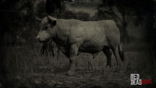 RDR2 Animal DevonOx