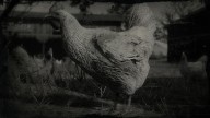 RDR2 Animal DominiqueChicken