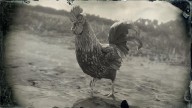 RDR2 Animal DominiqueRooster