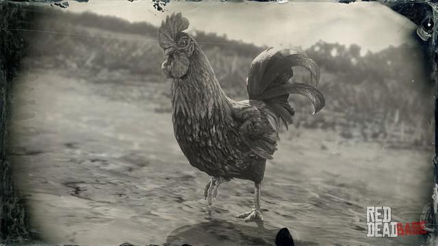 RDR2 Animal DominiqueRooster