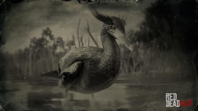 RDR2 Animal DoubleCrestedCormorant