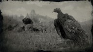 RDR2 Animal EasternTurkeyVulture