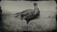 RDR2 Animal EasternWildTurkey