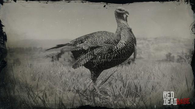 RDR2 Animal EasternWildTurkey